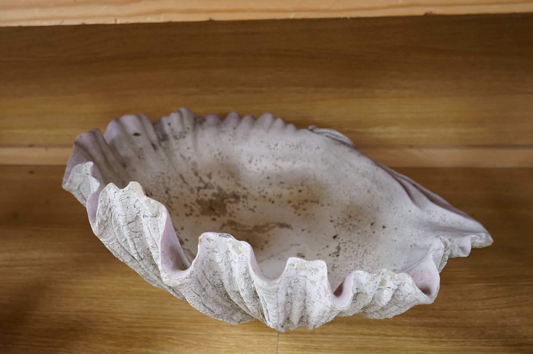 A window display faux giant clam shell, 53cm wide x 28cm high